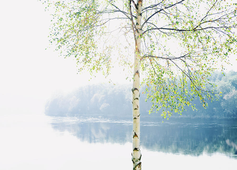 Birch Tree And River Photograph by Roine Magnusson