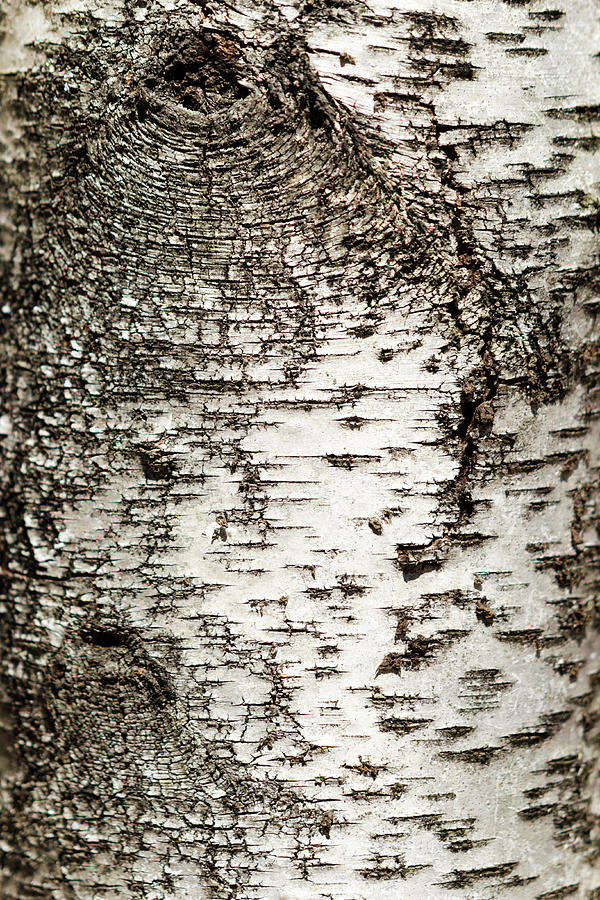 Birch Tree Bark Photograph by Christina Rollo