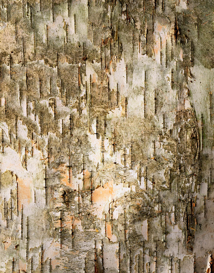 Birch Tree Bark Detail Photograph by Siede Preis