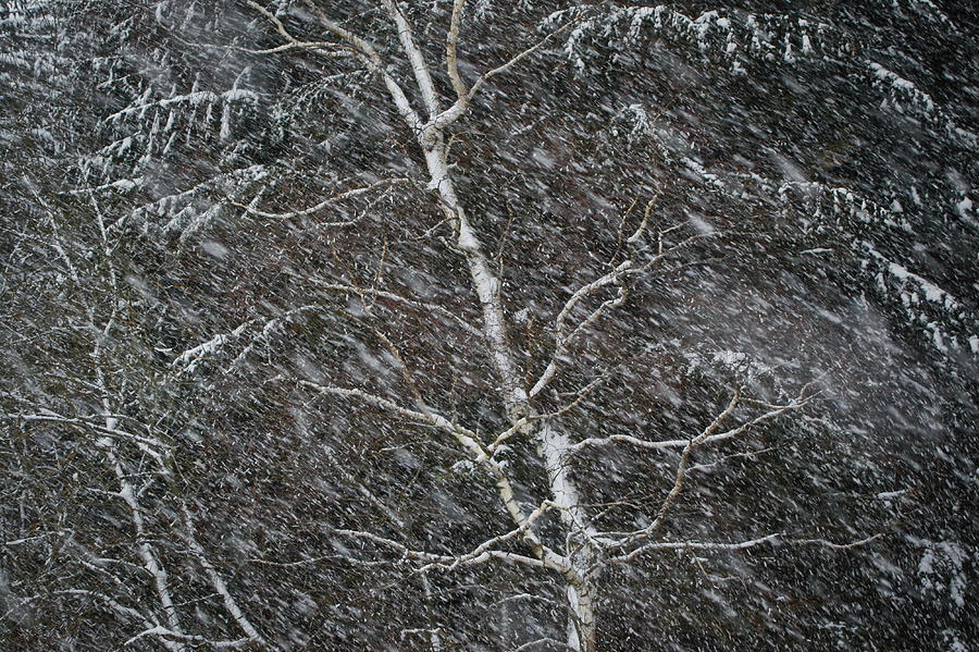 Birch Tree Bending In A Snowstorm Photograph