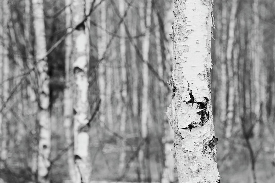 Birch Tree Closeup In Black And White Photograph by Robert Pastryk ...