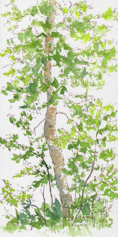 Impressionism Painting - Birch Tree Deep Woods Waskesiu by Pat Katz