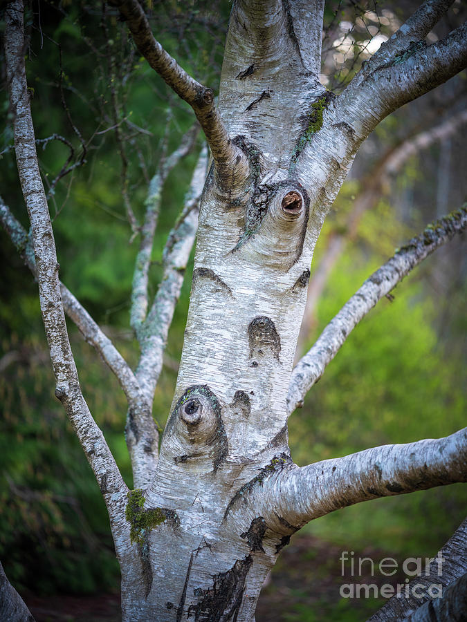 Birch Tree Details Photograph