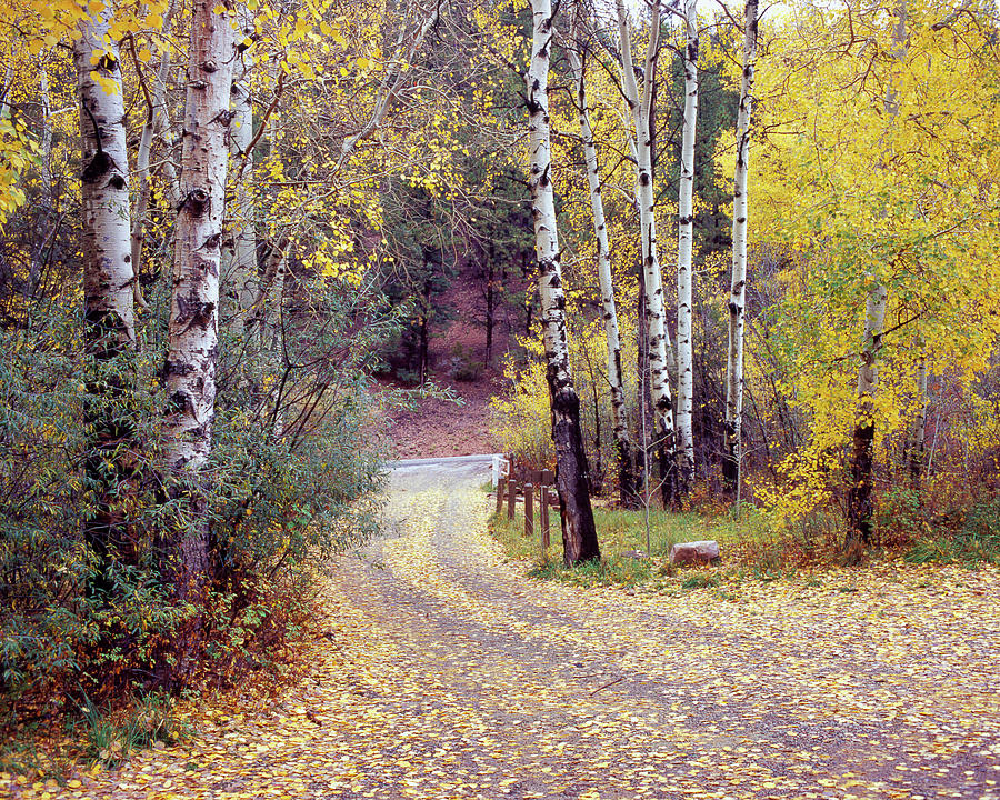 Fall Photograph - Birch Tree Drivefence & Road, Santa Fe, New Mexico 06 by Monte Nagler