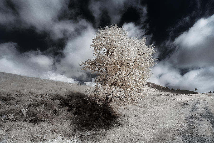 Nature Photograph - Birch Tree by Filippo Manini