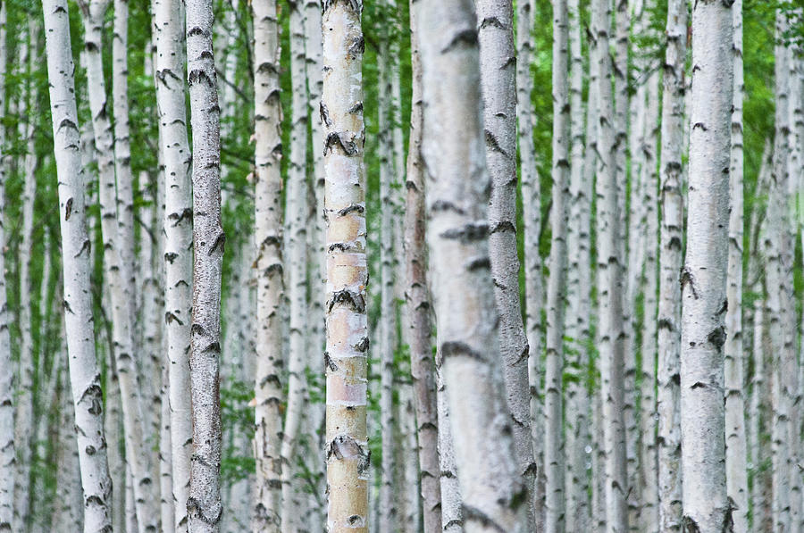 Birch Tree Forest, Hokkaido, Japan Photograph by Thomas Pickard Birch Tree Forest, Hokkaido, Japan Photograph by Thomas Pickard