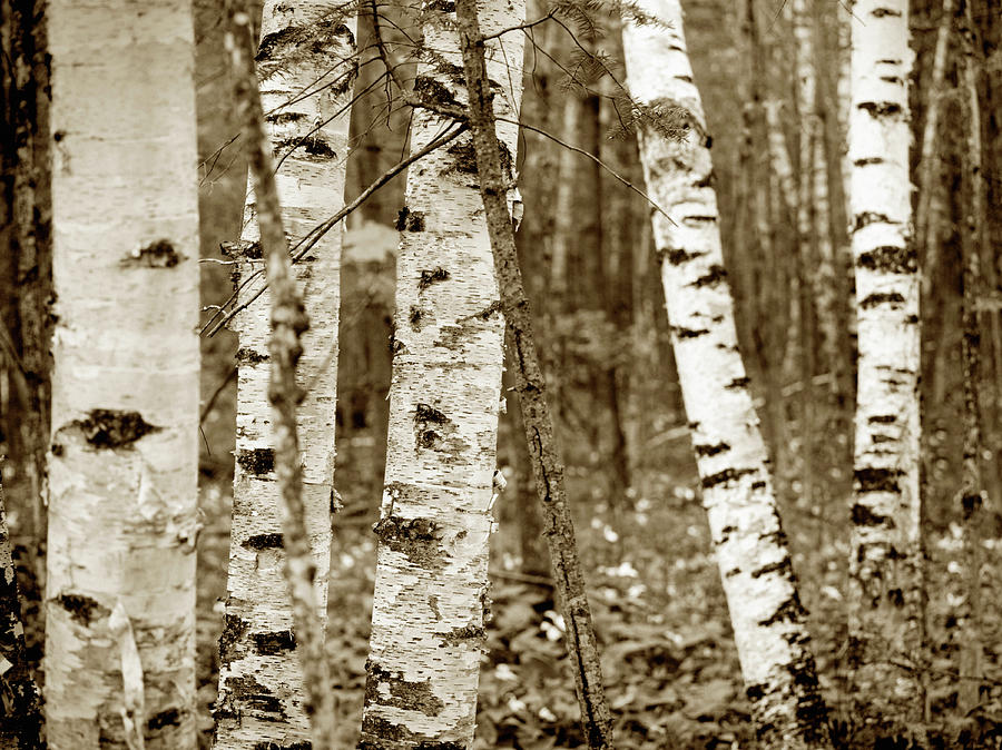 Birch Tree Forest Photograph by Steven Puetzer