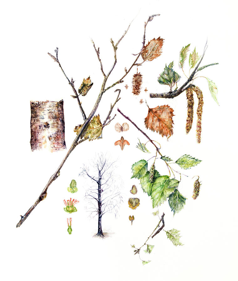 Birch tree Painting by Gloria Newlan