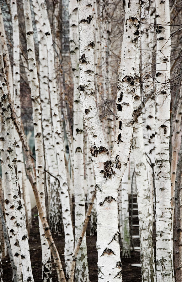 Birch Tree Grove Texture Photograph by Guillermo Murcia