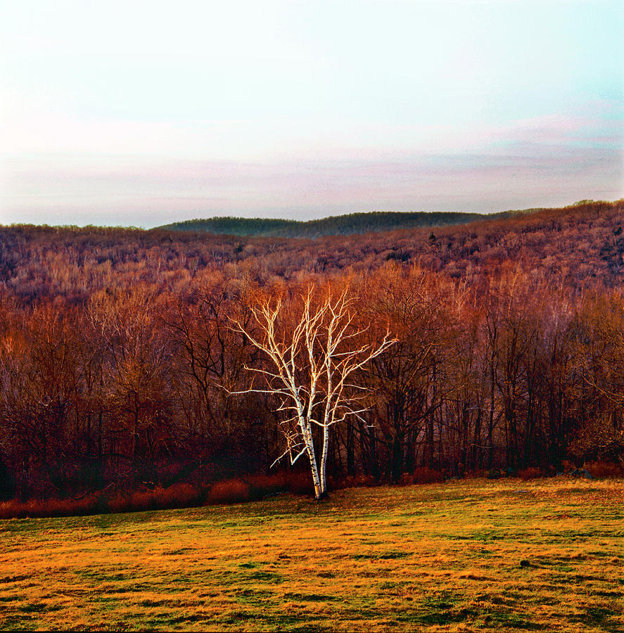 Birch Tree In Fall Landscape Photograph by Richard Felber