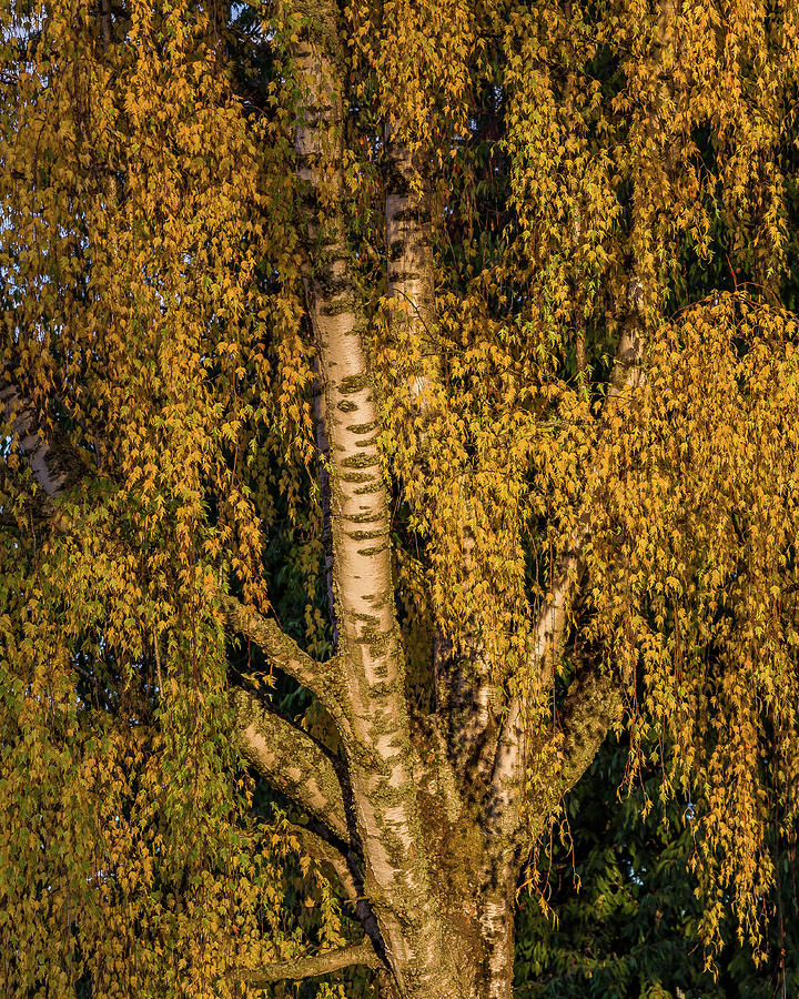 Birch tree in the evening light Photograph by Ulrich Burkhalter