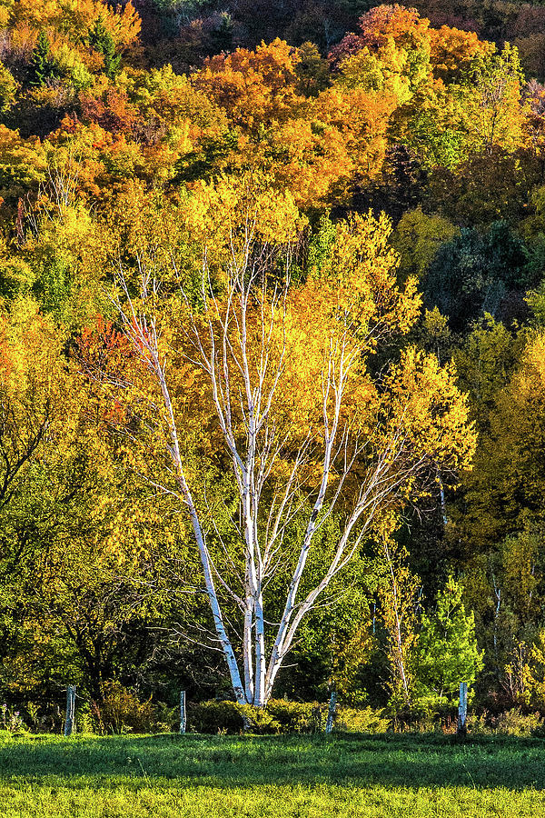 Birch Tree in the Fall Sun Photograph by Peggy Blackwell
