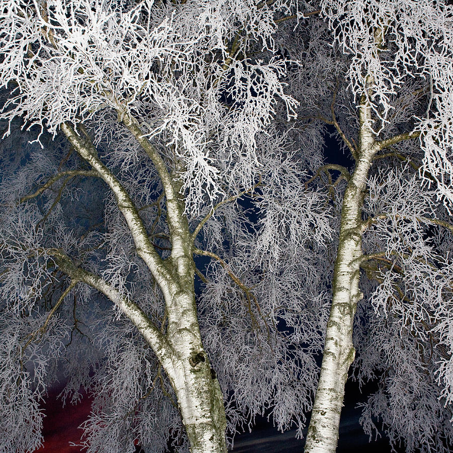 Birch Tree In Winter Frost, Night Photograph by Roine Magnusson