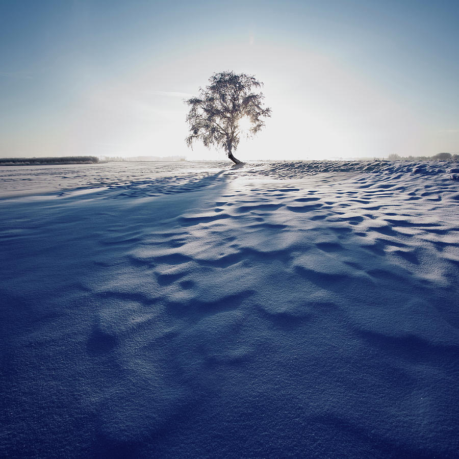 Birch Tree In Winter Landscape Photograph by Roine Magnusson