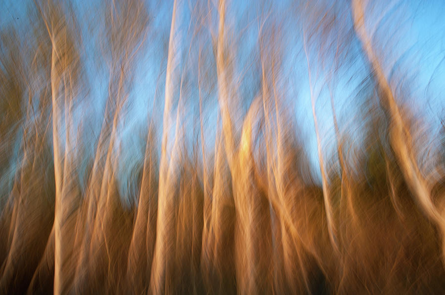 Birch Tree Trunks In Soft Evening Light Photograph by Olaf Broders Birch Tree Trunks In Soft Evening Light Photograph by Olaf Broders