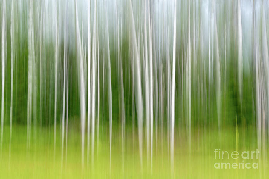 Tree Photograph - Birch trees abstract by Delphimages Photo Creations