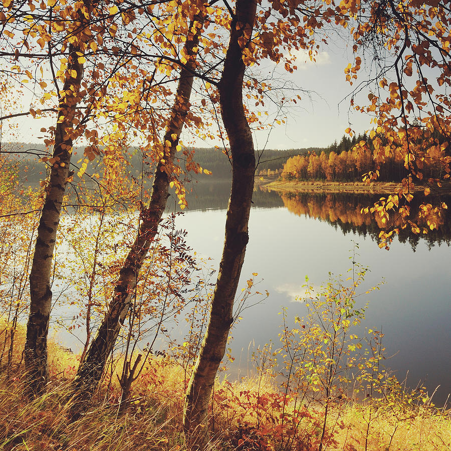 Birch Trees And Reflected Autumn Colors Photograph by Stefan Mendelsohn