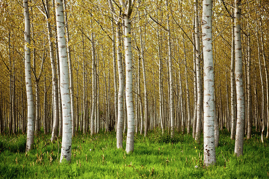Birch Trees Photograph by Andipantz