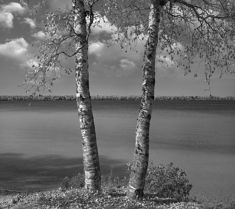 Birch Trees At Moose Lake Manitoba Photograph by Tim Fitzharris