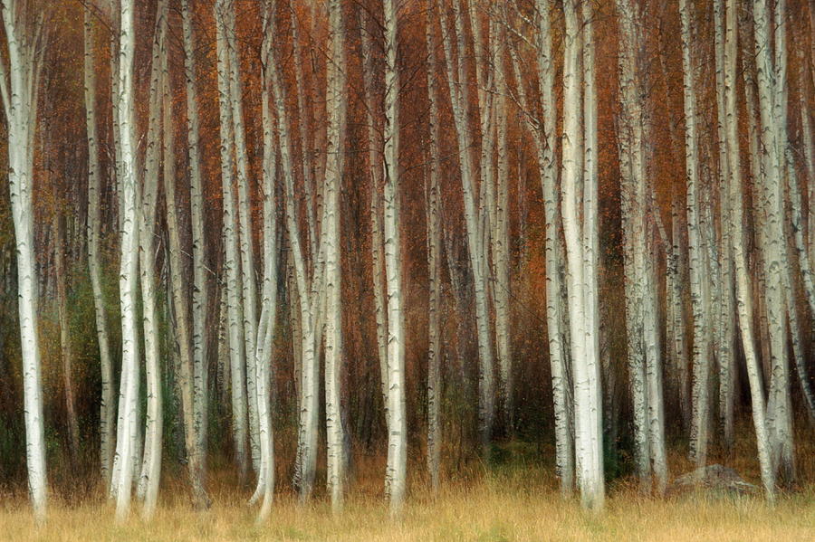 Birch Trees Betulaceae, Blurred Motion Photograph by Hans Strand