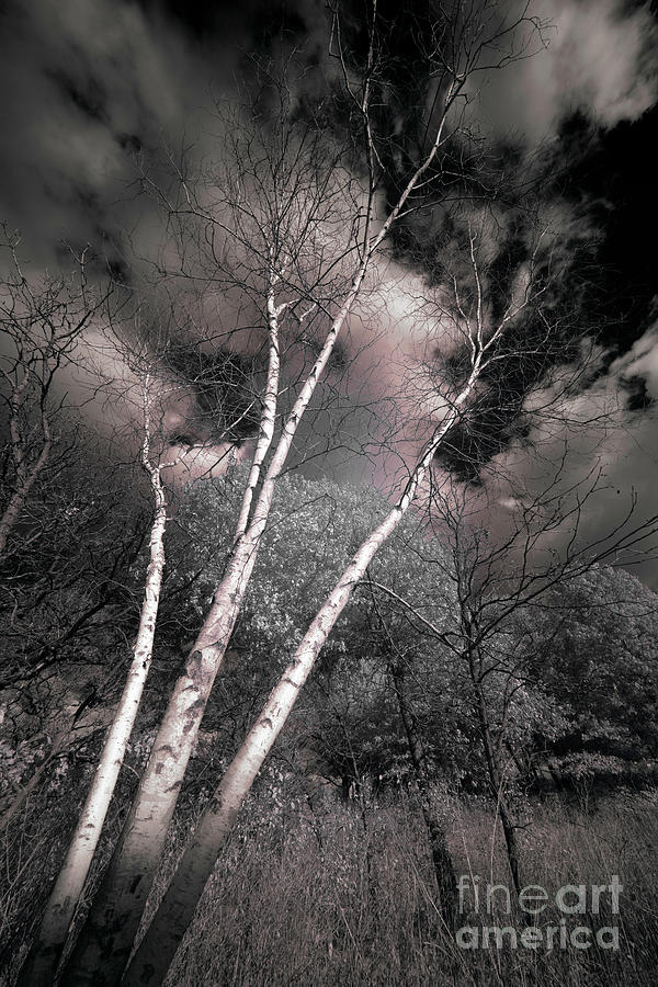 Birch Trees Photograph