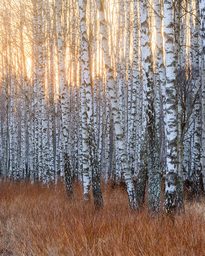 Tree Photograph - Birch Trees, Gunnebo, Mlndal, Sweden by Utterstrm Photography