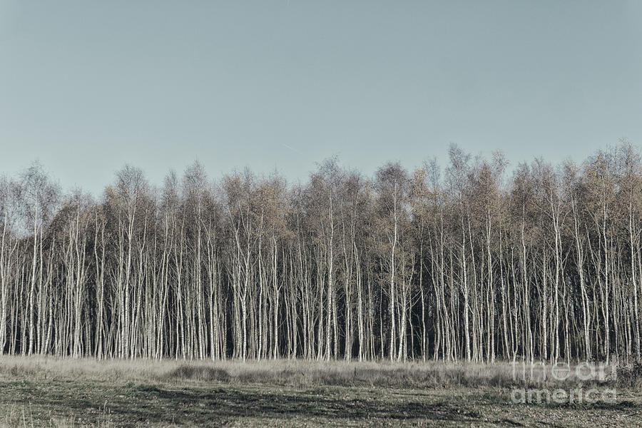 Birch trees in a row  Photograph by Patricia Hofmeester