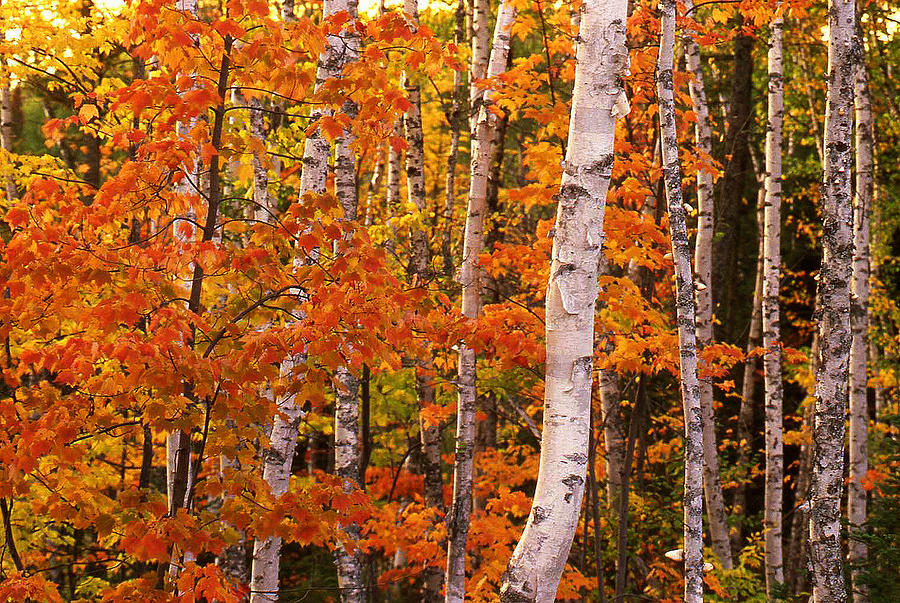 Birch Trees in Autumn Photograph by James C Richardson