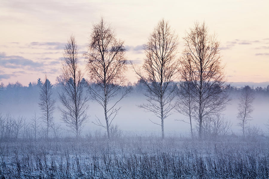 Birch Trees In Evening Fog Photograph by By Tiina Gill