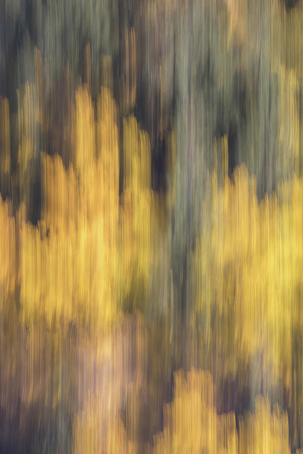Birch Trees in the Fall Photograph by K Pegg Birch Trees in the Fall Photograph by K Pegg