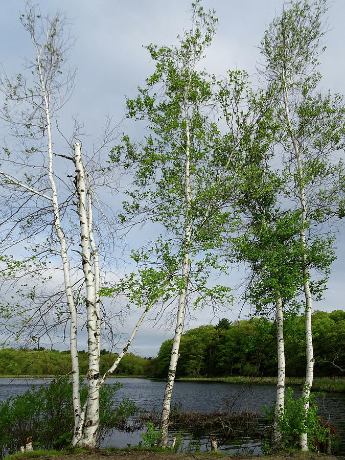Birch Trees in the Spring Wind Photograph by Lyuba Filatova