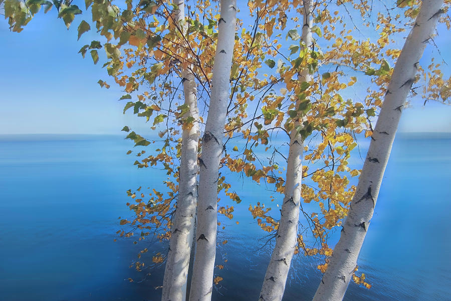Birch Trees on the Lake Dreamscape Photograph by Debra and Dave Vanderlaan