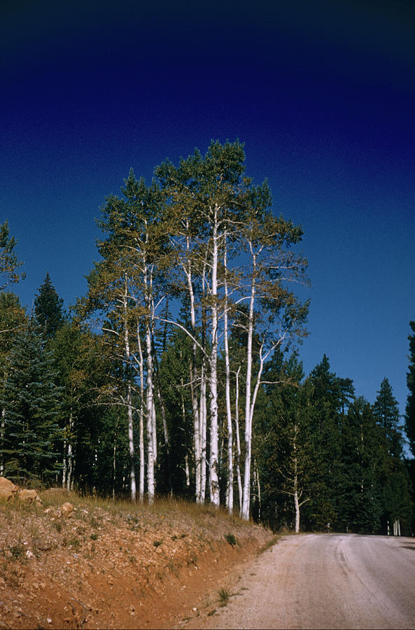 https://images.fineartamerica.com/images/artworkimages/mediumlarge/2/birch-trees-standing-by-the-road-grand-canyon-national-park-arizona-gran100-00203-kevin-russell.jpg