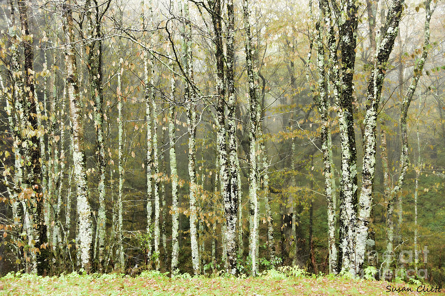 Birch Trees Photograph by Susan Cliett