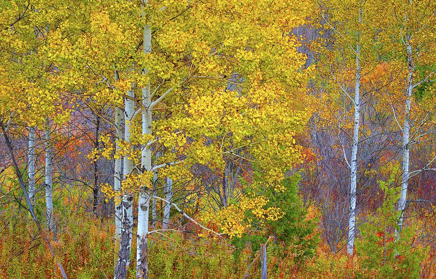 Birch Trees Turning Yellow Two Digital Art by Lyle Crump - Fine Art America