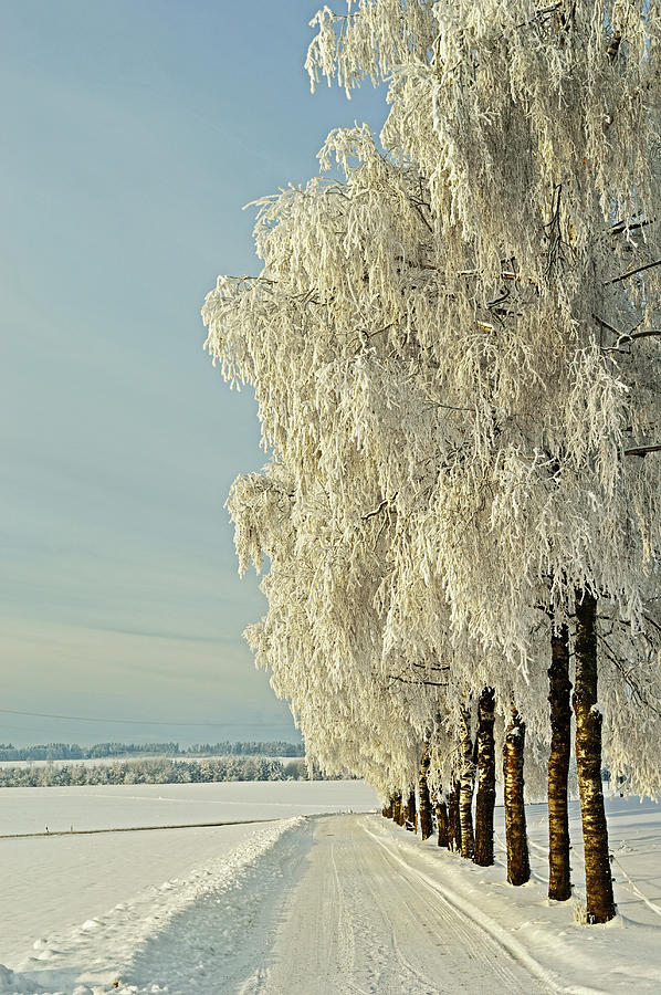 Birch Trees With Hoar Frost Photograph by Jochen Schlenker