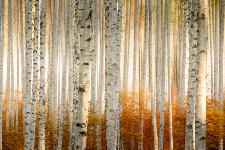 Tree Photograph - Birch Trees by Youngil Kim