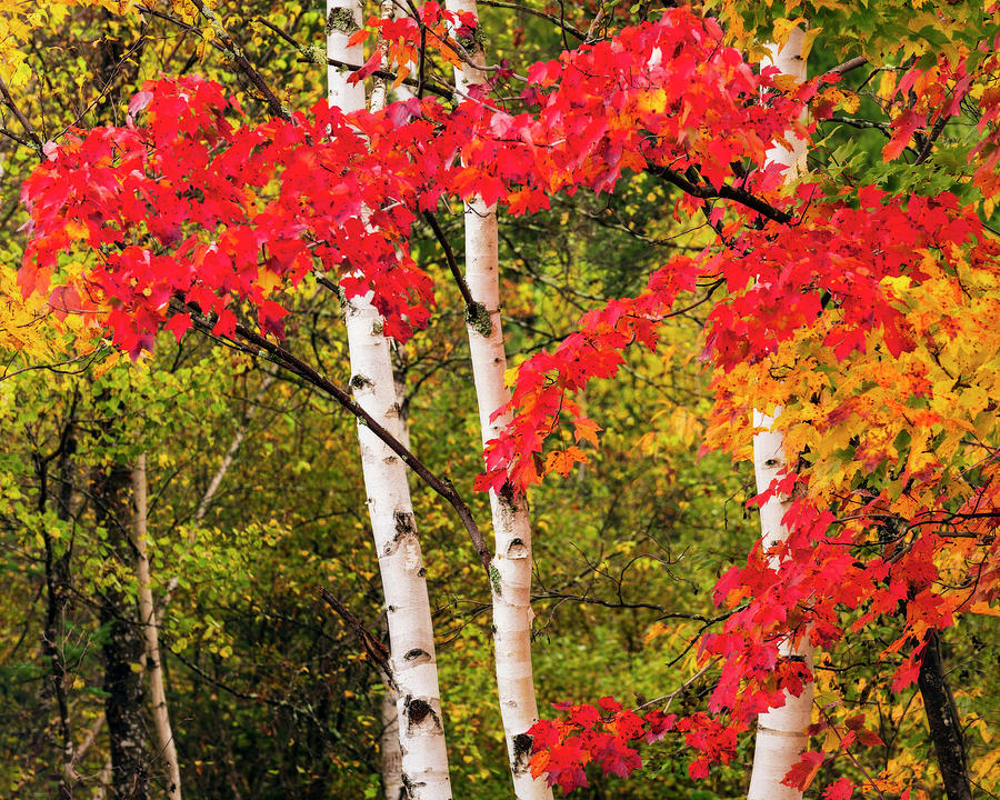 Fall Photograph - Birch Trilogy by Michael Blanchette Photography