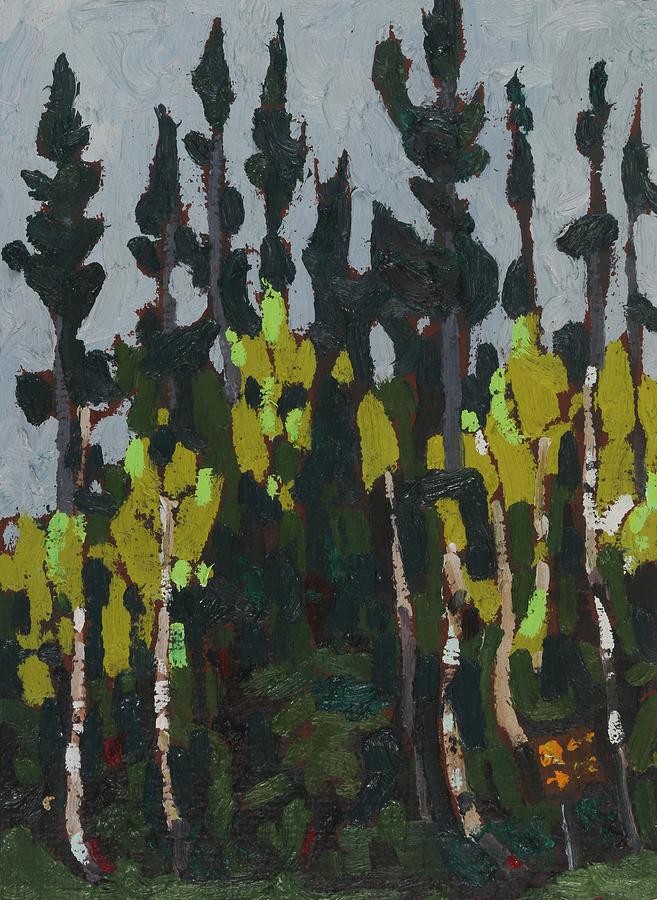 Birches and Black Spruce Painting by Phil Chadwick