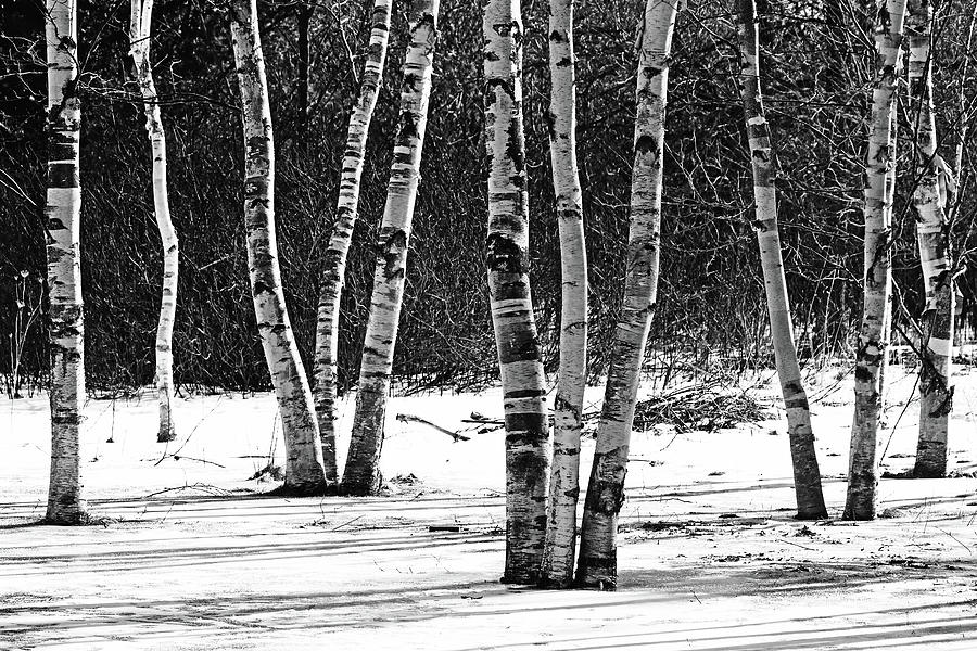 Birches And Dogwood Black And White Photograph by Debbie Oppermann