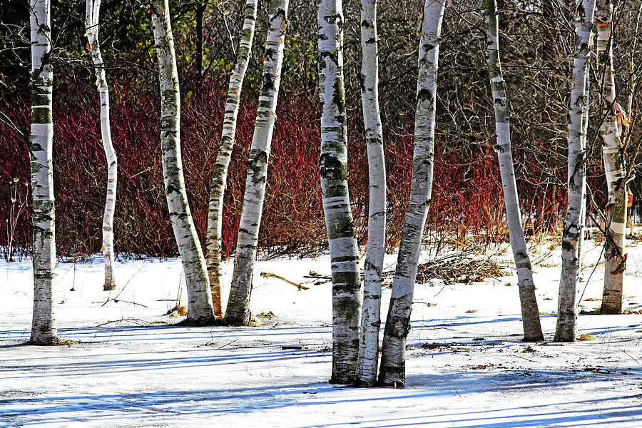 Birches And Dogwood Photograph by Debbie Oppermann