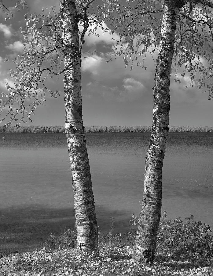 Birches And Moose Lake Manitoba Photograph by Tim Fitzharris