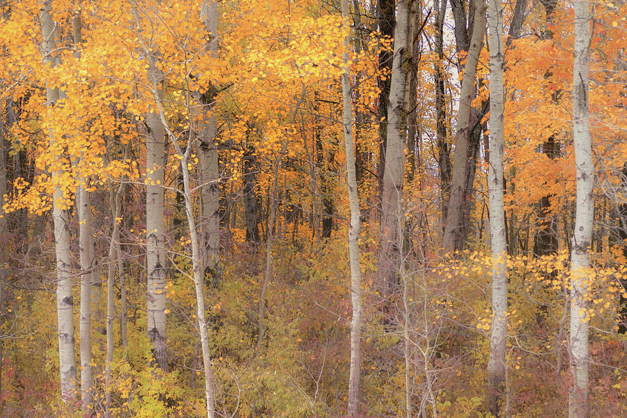 Birches in Autumn Photograph by Rod Best