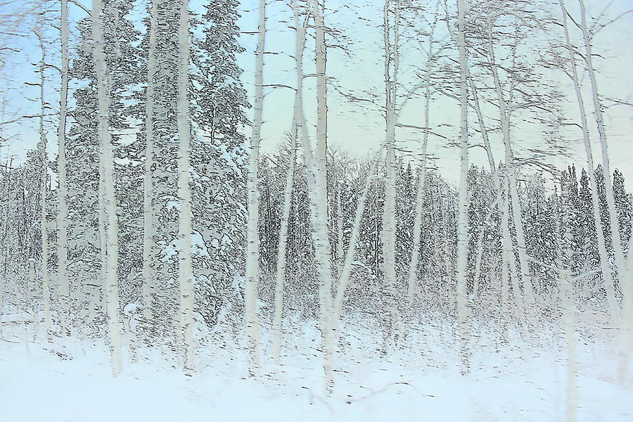 Birches in Snow Photograph by Minnie Gallman