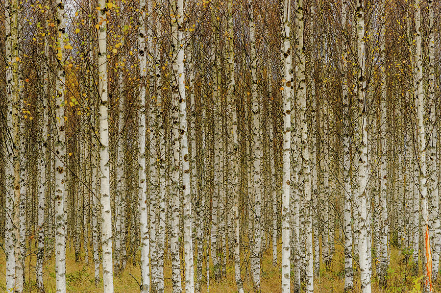Fall Photograph - Birches by Torbjörn Gustafsson