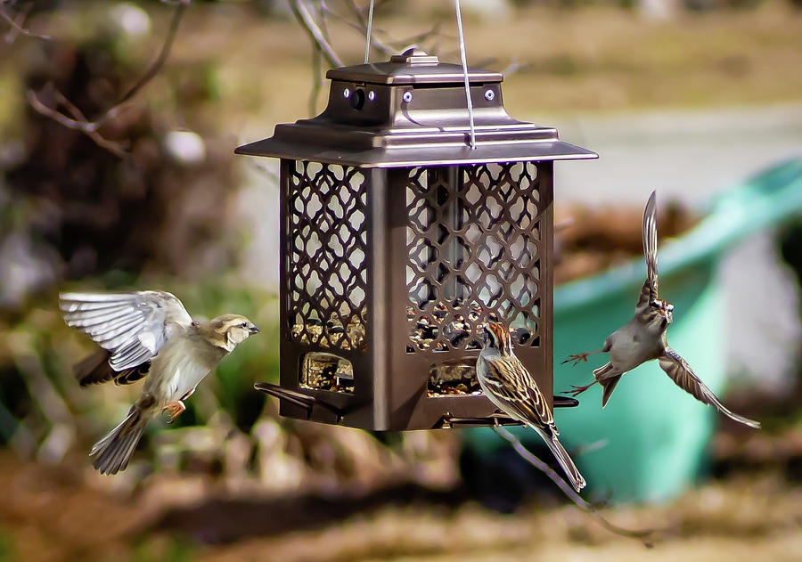Bird Action at the Feeder Digital Art by Ed Stines