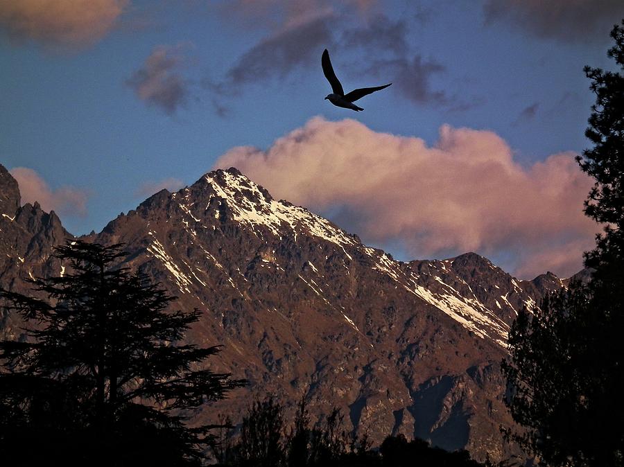 Bird against the mountains Photograph by Martin Smith