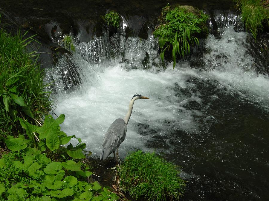 Bird Along A River Photograph by Tomomi Nakagawa