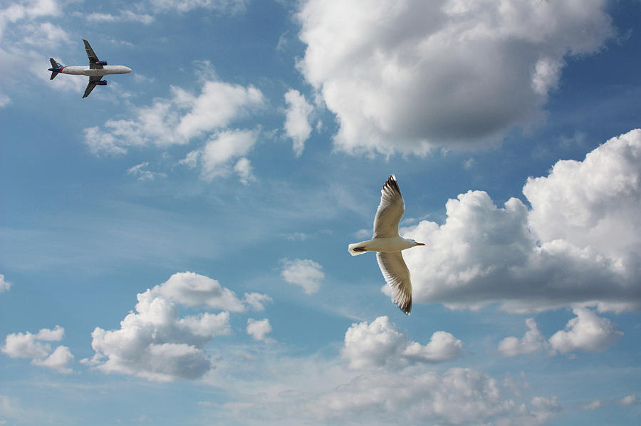 Bird And Flight Agaisnt Sky Photograph by Fahid Chowdhury