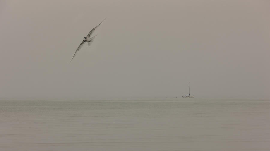 Bird And The Mist Photograph by Richard Kam